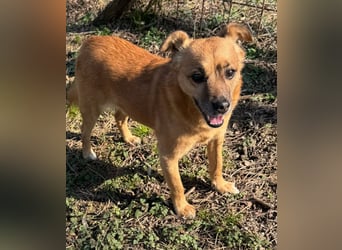 KOKO - der liebe, menschenbezogene Rüde mag Artgenossen und wünscht sich so sehr ein neues Zuhause!