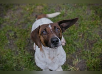 Chip-Nr. 145482 - die süße Hündin freut sich auf eine tolle Zeit mit ihren Menschen!