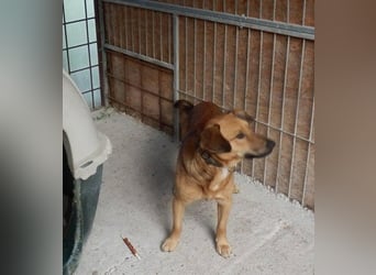 YON - der hübsche Rüde hat einen etwas schwierigen Charakter - wer gibt ihm eine Chance?