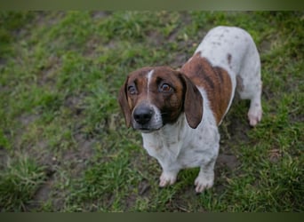 Chip-Nr. 145482 - die süße Hündin freut sich auf eine tolle Zeit mit ihren Menschen!