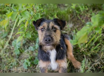 PERCY - der liebe Junghund mag Menschen und Artgenossen und sucht ein tolles Zuhause