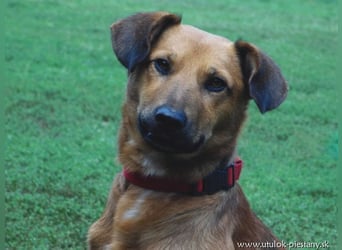 YON - der hübsche Rüde hat einen etwas schwierigen Charakter - wer gibt ihm eine Chance?