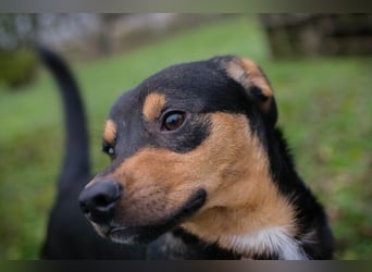 DAVY - der hübsche und aktive Junghund freut sich auf tolle Abenteuer!