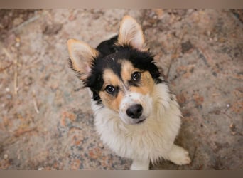 GINO - der kleine Mann möchte mit seinen Menschen die Welt entdecken!