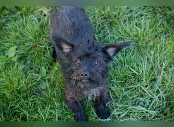 GRUMPY - die kleine Strubbelmaus sucht ein liebevolles Zuhause!