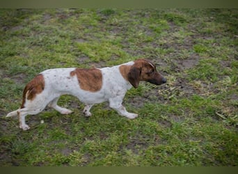 Chip-Nr. 145482 - die süße Hündin freut sich auf eine tolle Zeit mit ihren Menschen!