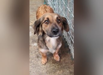 ZIWA - die liebe, dankbare und verschmuste Maus träumt von einem liebevollen Zuhause!