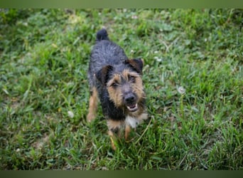 PERCY - der liebe Junghund mag Menschen und Artgenossen und sucht ein tolles Zuhause