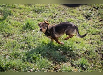 Welpe MILKA - ich suche eine Familie die mich beschützt und mir ein Zuhause schenkt