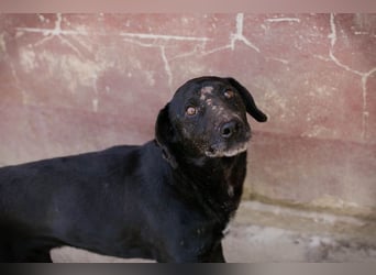 PABLO - der freundliche, aufgeschlossene Rüde möchte mit seinen Menschen die Welt entdecken