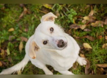 Chip-Nr. 273670 - die aufgeschlossene, fröhliche Hündin sucht ein tolles Für-Immer Zuhause