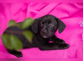Chip 258233 - das Welpenmädchen sucht ein Zuhause und eine Namenspatenschaft