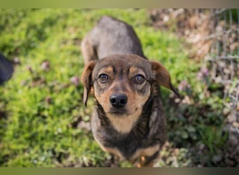 Welpe MILKA - ich suche eine Familie die mich beschützt und mir ein Zuhause schenkt