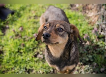 Welpe MILKA - ich suche eine Familie die mich beschützt und mir ein Zuhause schenkt