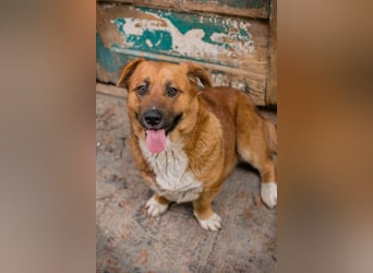 LISSY - schenkst du mir dein Herz und ein Zuhause?