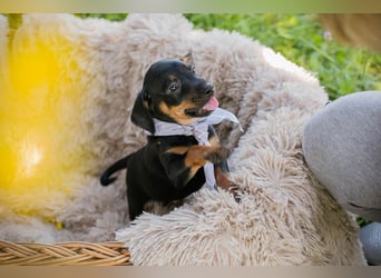 Welpe Chip 254240 ist auf der Suche nach einer Namenspatenschaft und nach einer Familie