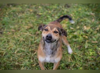 MAIKO - der lustige und fröhliche Rüde freut sich auf ein tolles Für-Immer Zuhause