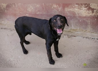 PABLO - der freundliche, aufgeschlossene Rüde möchte mit seinen Menschen die Welt entdecken