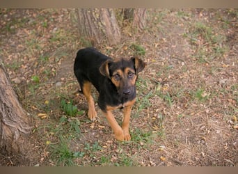 AVERNA - ich suche eine Familie die mich lieb hat, beschützt und nie mehr alleine lässt