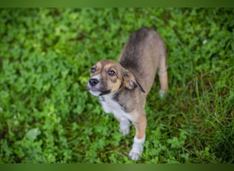 Welpin Elfi - Wer hat Zeit, Platz und eine ganze Menge Liebe für die kleine Maus