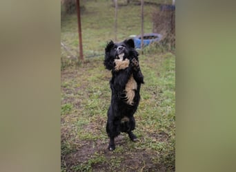 SKY II - schenkst du mir dein Herz und ein Zuhause?