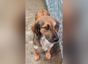 ZIWA - die liebe, dankbare und verschmuste Maus träumt von einem liebevollen Zuhause!