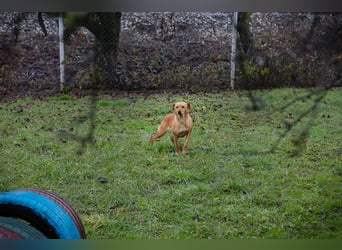 SABRINA - ich bin bereit für meine Menschen!