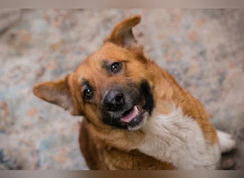 LISSY - schenkst du mir dein Herz und ein Zuhause?