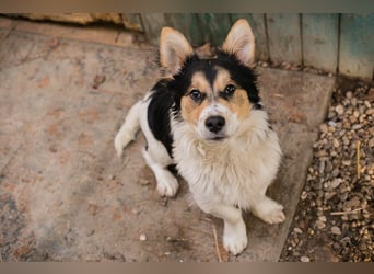 GINO - der kleine Mann möchte mit seinen Menschen die Welt entdecken!