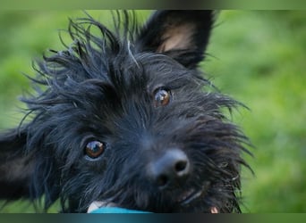 GRUMPY - die kleine Strubbelmaus sucht ein liebevolles Zuhause!