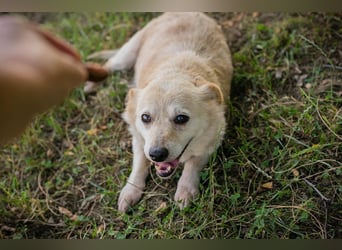 ROXI - die kleine Seniorin freut sich auf ihr erstes eigenes Zuhause!