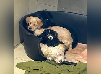 GRUMPY - die kleine Strubbelmaus sucht ein liebevolles Zuhause!