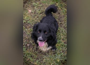 SKY II - schenkst du mir dein Herz und ein Zuhause?