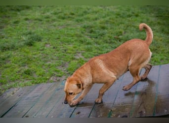 SABRINA - ich bin bereit für meine Menschen!