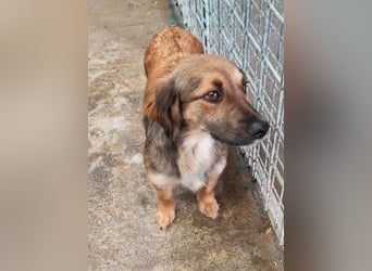 ZIWA - die liebe, dankbare und verschmuste Maus träumt von einem liebevollen Zuhause!