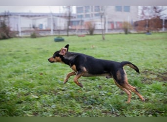 DAVY - der hübsche und aktive Junghund freut sich auf tolle Abenteuer!