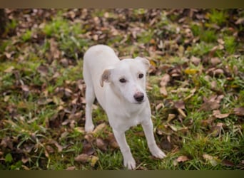 Chip-Nr. 273670 - die aufgeschlossene, fröhliche Hündin sucht ein tolles Für-Immer Zuhause