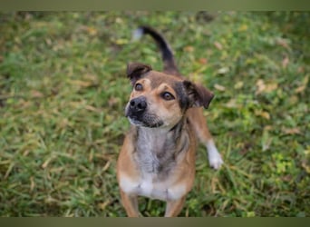 MAIKO - der lustige und fröhliche Rüde freut sich auf ein tolles Für-Immer Zuhause
