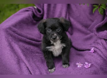 Welpin 257506 - Hallo! Ich habe ausgeschlafen und bin wach!