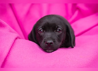 Chip 258233 - das Welpenmädchen sucht ein Zuhause und eine Namenspatenschaft