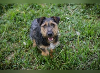 PERCY - der liebe Junghund mag Menschen und Artgenossen und sucht ein tolles Zuhause