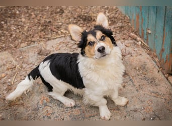 GINO - der kleine Mann möchte mit seinen Menschen die Welt entdecken!