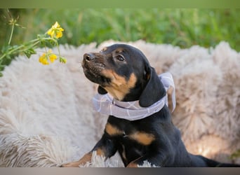 Welpe Chip 254240 ist auf der Suche nach einer Namenspatenschaft und nach einer Familie