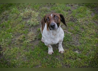 Chip-Nr. 145482 - die süße Hündin freut sich auf eine tolle Zeit mit ihren Menschen!