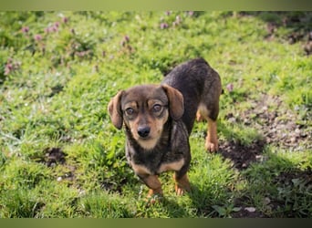 Welpe MILKA - ich suche eine Familie die mich beschützt und mir ein Zuhause schenkt