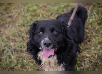 SKY II - schenkst du mir dein Herz und ein Zuhause?