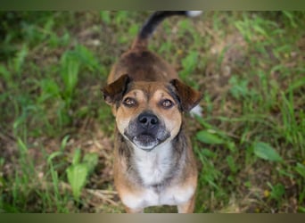 MAIKO - der lustige und fröhliche Rüde freut sich auf ein tolles Für-Immer Zuhause