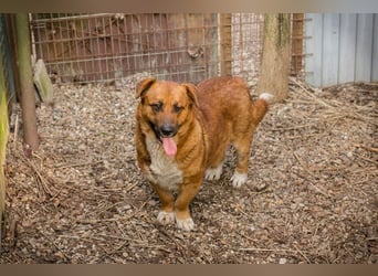 LISSY - schenkst du mir dein Herz und ein Zuhause?