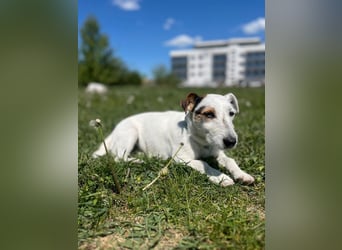 BOUNTY - wer schenkt der süßen Hündin ein Zuhause voller Liebe und Fürsorge?