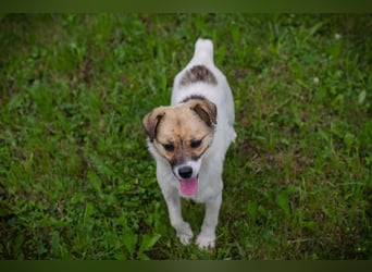 Welpenmädchen Chip 291057 - wo ist meine Familie?